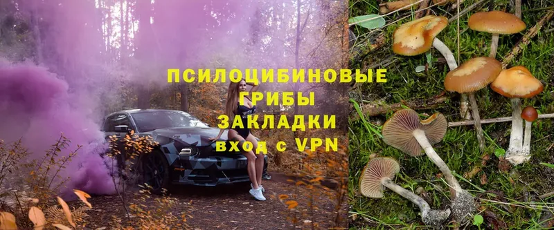 Псилоцибиновые грибы Psilocybe  где найти   Касли 